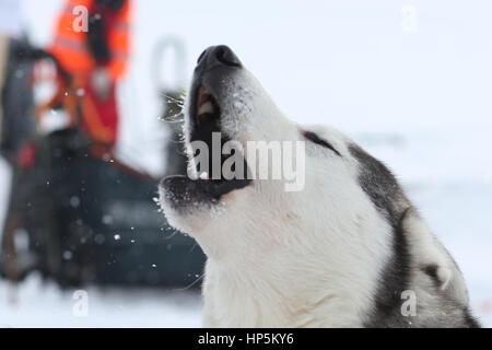 Togliatti, Samara Region, Russland. 11. Februar 2017. 11. Februar 2017 - Togliatti, Gebiet Samara, Russland - Vorbereitung für Wolga Quest ist eine jährliche internationale Schlittenhunderennen im zentralen Teil von Russland. Es ist eine lange Strecke Rennen 520 km, 7 Tage entlang der Wolga. Bildnachweis: Katrina Kochneva/ZUMA Draht/Alamy Live-Nachrichten Stockfoto