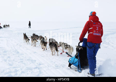 Togliatti, Samara Region, Russland. 11. Februar 2017. 11. Februar 2017 - Togliatti, Samara Region, Russland - die Öffnung des Wettbewerbs Wolga Quest 2017. Einheimischen spielen mit Hunden, Spaß haben, lernen über Schlittenhunderennen. Die Wolga-Quest ist eine jährliche internationale Schlittenhunderennen im zentralen Teil von Russland. Es ist ein Langstreckenrennen 520 km entlang der Wolga. Bildnachweis: Katrina Kochneva/ZUMA Draht/Alamy Live-Nachrichten Stockfoto