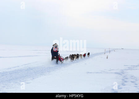 Togliatti, Samara Region, Russland. 11. Februar 2017. 11. Februar 2017 - Togliatti, Samara Region, Russland - die Öffnung des Wettbewerbs Wolga Quest 2017. Einheimischen spielen mit Hunden, Spaß haben, lernen über Schlittenhunderennen. Die Wolga-Quest ist eine jährliche internationale Schlittenhunderennen im zentralen Teil von Russland. Es ist ein Langstreckenrennen 520 km entlang der Wolga. Bildnachweis: Katrina Kochneva/ZUMA Draht/Alamy Live-Nachrichten Stockfoto