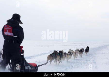 Togliatti, Samara Region, Russland. 11. Februar 2017. 11. Februar 2017 - Togliatti, Samara Region, Russland - die Öffnung des Wettbewerbs Wolga Quest 2017. Einheimischen spielen mit Hunden, Spaß haben, lernen über Schlittenhunderennen. Die Wolga-Quest ist eine jährliche internationale Schlittenhunderennen im zentralen Teil von Russland. Es ist ein Langstreckenrennen 520 km entlang der Wolga. Bildnachweis: Katrina Kochneva/ZUMA Draht/Alamy Live-Nachrichten Stockfoto