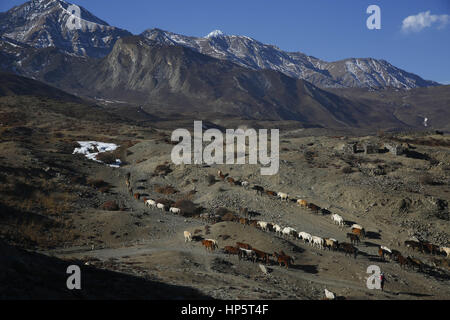 19. Februar 2017 Mann Herden Pferde in Muktinath im Distrikt Mustang, Nepal auf Sonntag, 19. Februar 2017 - Mustang, Nepal - A Nepalese. (Kredit-Bild: © Skanda Gautam über ZUMA Draht) Stockfoto