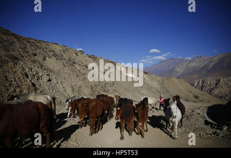19. Februar 2017 Mann Herden Pferde in Muktinath im Distrikt Mustang, Nepal auf Sonntag, 19. Februar 2017 - Mustang, Nepal - A Nepalese. (Kredit-Bild: © Skanda Gautam über ZUMA Draht) Stockfoto