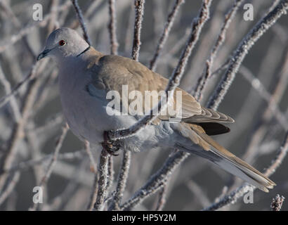 Eine hübsche Eurasian Collared Dove thront auf einem eisigen Niederlassung an einem kalten Wintertag Stockfoto