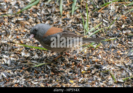 Eine graue Dark-eyed Junco Nahrungssuche für Lebensmittel Stockfoto