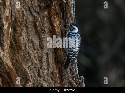 Ein weiblicher Leiter-backed Woodpecker nach Essen suchen Stockfoto