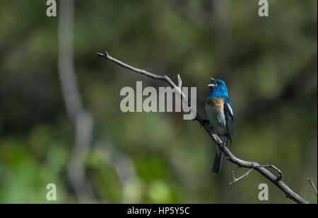 Eine schöne Lazuli Bunting Singen an einem Frühlingsmorgen Stockfoto