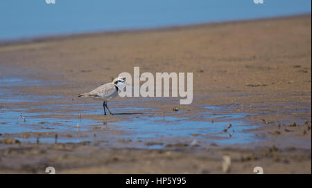 Eine schöne verschneite Plover auf einem Strand in Colorado Stockfoto