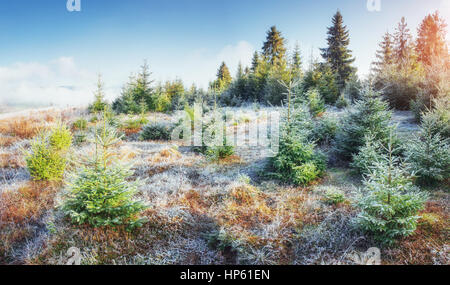 Sonnenlicht in den grünen Wald am frühen Morgen. Fantastische Nebel in den Stockfoto