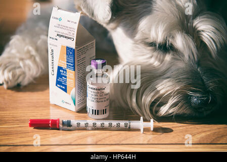 fiktiv Stor eg Ung Diabetischen Hund, Haustier, Hunde Diabetes, Insulin-Fläschchen und Spritze  Stockfotografie - Alamy