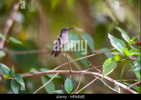 Saphir-spangled Smaragd (Amazilia Lactea), fotografiert in Marechal Floriano, Espírito Santo - Südosten von Brasilien. Atlantischer Regenwald Biom. Stockfoto