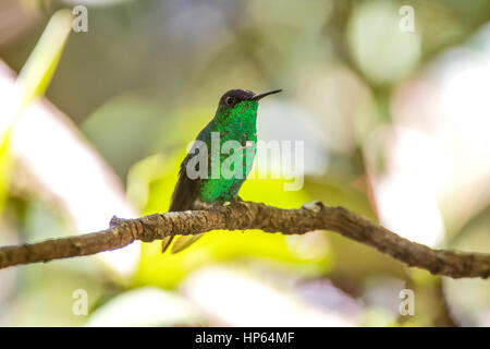 Männliche violett-capped Woodnymph (Thalurania Glaucopis) Kolibri fotografiert in Santa Teresa, Espírito Santo - Südosten von Brasilien. Atlantischer Regenwald Bi Stockfoto