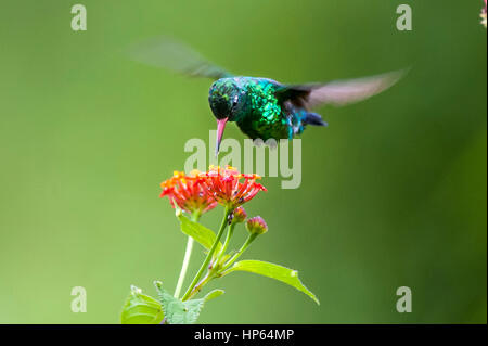 Glitzernde-bellied Emerald (Chlorostilbon Lucidus), fotografiert in Guarapari, Espírito Santo - Südosten von Brasilien. Atlantischer Regenwald Biom. Stockfoto