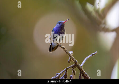 Saphir-spangled Smaragd (Amazilia Lactea), fotografiert in Santa Teresa, Espírito Santo - Südosten von Brasilien. Atlantischer Regenwald Biom. Stockfoto