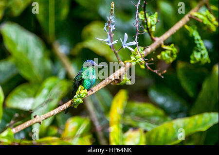 Männliche violett-capped Woodnymph (Thalurania Glaucopis) mit roten Bromelia im Hintergrund, fotografiert im Sooretama, Espírito Santo - Brasilien. Stockfoto