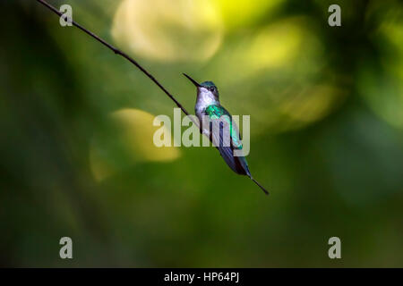 Weibliche violett-capped Woodnymph (Thalurania Glaucopis) Kolibri fotografiert in Santa Teresa, Espírito Santo - Südosten von Brasilien. Atlantischer Regenwald Stockfoto