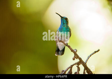 Weibliche violett-capped Woodnymph (Thalurania Glaucopis) Kolibri fotografiert in Santa Teresa, Espírito Santo - Südosten von Brasilien. Atlantischer Regenwald Stockfoto