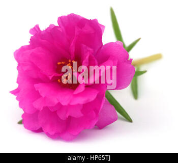 PORTULACA Grandiflora oder Moss Rose auf weißem Hintergrund Stockfoto