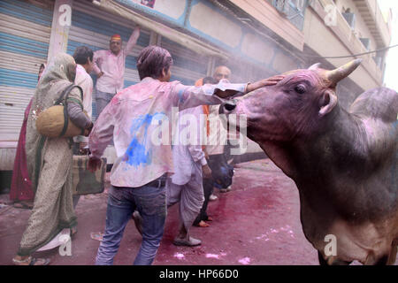 Kuh auf den Straßen von Vrindavan während Holi, Indien Stockfoto