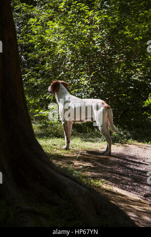 weißer Hund Stockfoto
