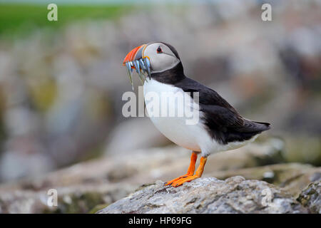 Adult Atlantik Papageitaucher Fratercula Arctica auf den Farne Islands in Northumberland, England Stockfoto