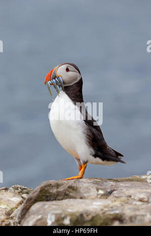 Adult Atlantik Papageitaucher Fratercula Arctica auf den Farne Islands in Northumberland, England Stockfoto