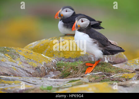 Adult Atlantik Papageitaucher Fratercula Arctica auf den Farne Islands in Northumberland, England Stockfoto