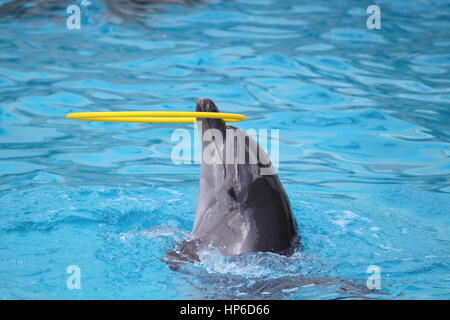 Delfine im Pool schwimmen und spielen mit Spielzeug. Zeigen im Delfinarium Stockfoto