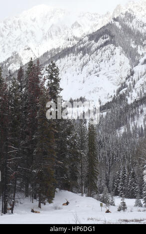 Tag-Rastplatz unter dem Schnee in Banff NP Stockfoto