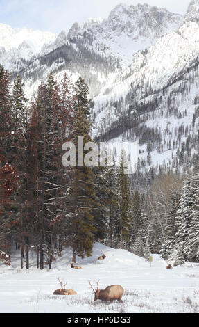 Wapiti in Banff NP Stockfoto