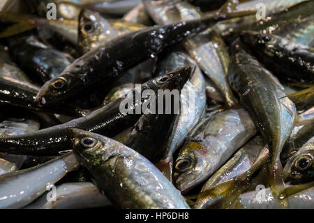 Frischer roher Fisch in Fischmarkt Stockfoto