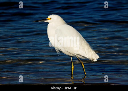 Ein Weißer Reiher stehen im seichten Wasser an einem Strand der Golfküste, Florida. Stockfoto