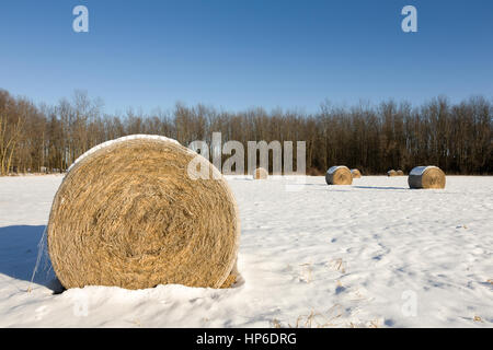 Goldene Heuballen im Schnee bedeckt Winter Feld.  Kulturlandschaft mit Fokus auf den Vordergrund Bale und Kopie Raum in den Himmel, wenn nötig. Stockfoto