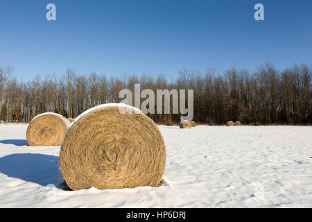 Goldene Heuballen im Schnee bedeckt Winter Feld.  Kulturlandschaft mit Fokus auf den Vordergrund Bale und Kopie Raum in den Himmel, wenn nötig. Stockfoto