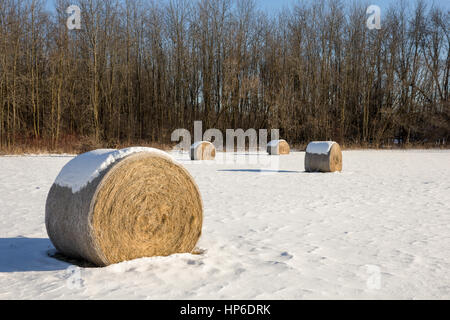 Goldene Heuballen im Schnee bedeckt Winter Feld.  Kulturlandschaft mit Fokus auf den Vordergrund Ballen.  Bäume im Hintergrund. Stockfoto
