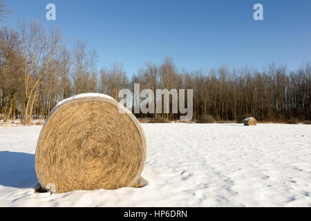 Goldene Heuballen im Schnee bedeckt Winter Feld.  Kulturlandschaft mit Fokus auf den Vordergrund Bale und Kopie Raum in den Himmel, wenn nötig. Stockfoto