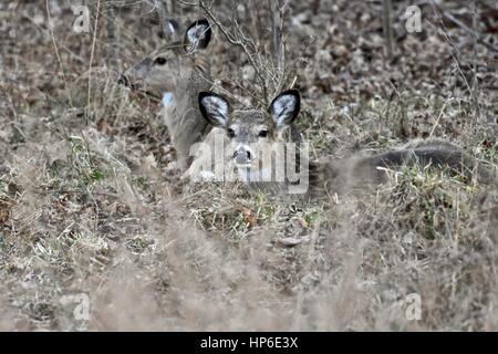 Zwei junge weiß - angebundene Rotwild (Odocoileus Virginianus) gebettet auf dem Waldboden Stockfoto