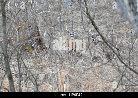 Zwei weiß - angebundene Rotwild (Odocoileus Virginianus) Böcke stehen zusammen in einem offenen Wald Stockfoto
