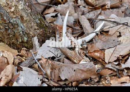 Ein weiß - angebundene Rotwild (Odocoileus Virginianus) Geweih Schuppen Verlegung in die Toten Winter Blätter Stockfoto