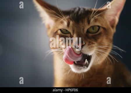 junge Abessinier Katze lecken Lippen Closeup Portrait, flachen Fokus Stockfoto