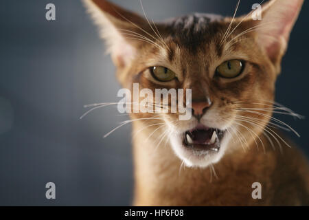 junge Abessinier Katze lecken Lippen Closeup Portrait, flachen Fokus Stockfoto