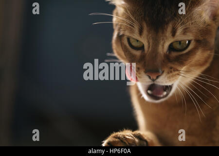 junge Abessinier Katze lecken Lippen Closeup Portrait, flachen Fokus Stockfoto