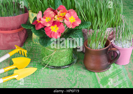 Sämlinge von Blumen und Kräutern, die Werkzeuge, um sie kümmern. Stockfoto