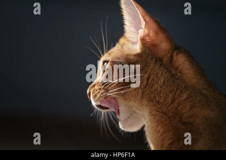 junge Abessinier Katze lecken Lippen Closeup Portrait, flachen Fokus Stockfoto