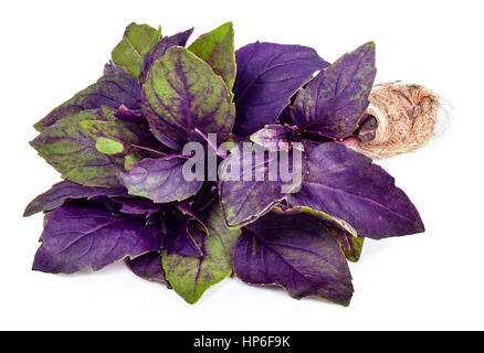 Frische Kräuter Garten. Violetten Basilikum isoliert auf weißem Hintergrund. Lila Basilikum mit Bindfäden isoliert auf weiss in einem Bündel gebunden. Stockfoto