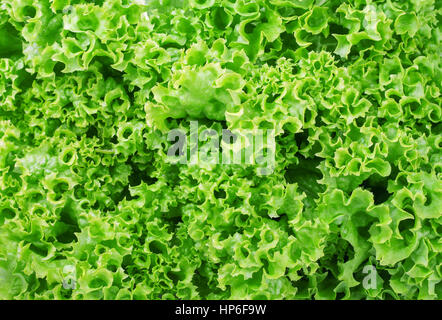 Salat Salat Fragment. Zusammenfassung Hintergrund. Der Hintergrund der Salat. Gemüse-Hintergrund Stockfoto