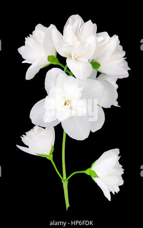 Zweig der Jasminblüten auf schwarzem Hintergrund isoliert. White Jasmine Flower. Jasmin Zweig mit Blumen zu isolieren Stockfoto