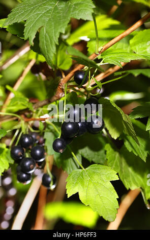 Reife schwarze Johannisbeere Beeren auf einem Ast im Garten. Schwarze Johannisbeere. Obstgarten. Frische gesunde Beeren. Berry-Hintergrund Stockfoto