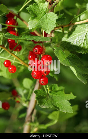 Reife rote Johannisbeeren hängen von Bush bereit für die Ernte. Rote Johannisbeere. Rote Johannisbeere Zweig Hintergrund grüne Blätter. Nahaufnahme von roten Johannisbeeren in der fr Stockfoto