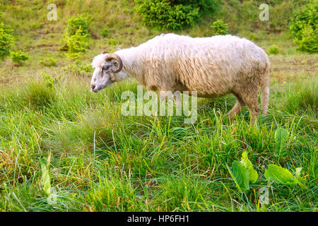 ein Schaf im Feld. Ein weißes Schaf isst grünen Rasen auf der Farm. Ein Schafe grasen auf der Wiese Stockfoto