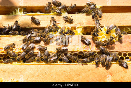 Detailansicht der Arbeitsbienen Waben Draufsicht. Honigzellen und Arbeitsbienen. Waben Sie mit Bienen Hintergrund. Honig-Rahmen-Muster. Imkerei Stockfoto